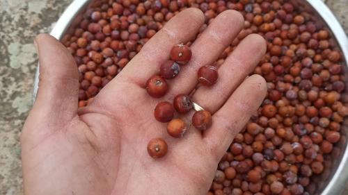 Bayas utilizadas para hacer ginebra