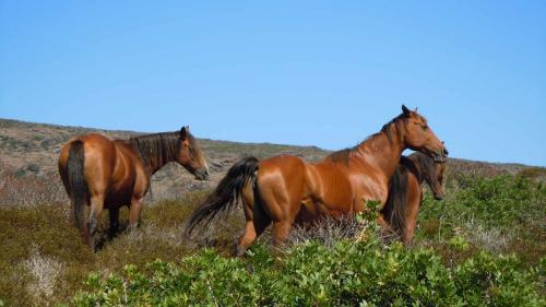 Cavalli passeggiano indisturbati nella natura incontaminata dell'Asinara