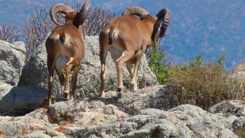 Avvistamento di due mufloni all'Asinara