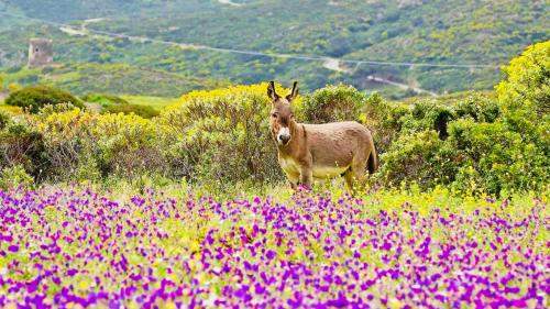 Ein Esel grast auf einer blühenden Wiese auf der Insel Asinara