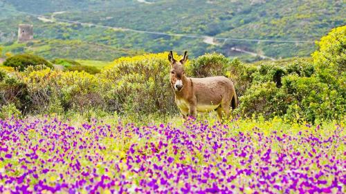 Un âne broute dans une prairie fleurie sur l'île de l'Asinara