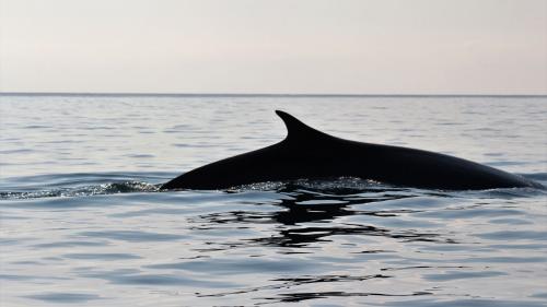 Rücken des aus dem Wasser auftauchenden Delphins