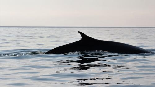 Dorso del delfín emergiendo del agua