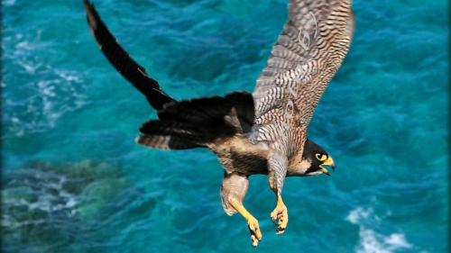 Peregrine falcon flies over the blue water of the Gulf of Orosei