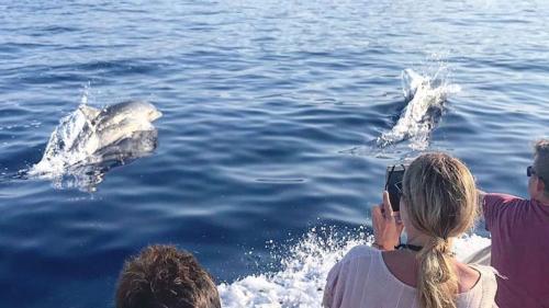 Delfini nuotano felici vicino a una barca nel Golfo di Orosei