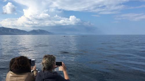 Avistamiento de cetáceos en alta mar en el Golfo de Orosei