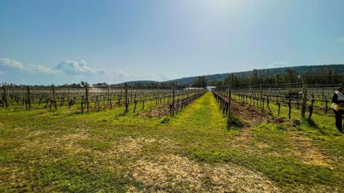 Vineyard in the countryside of Alghero