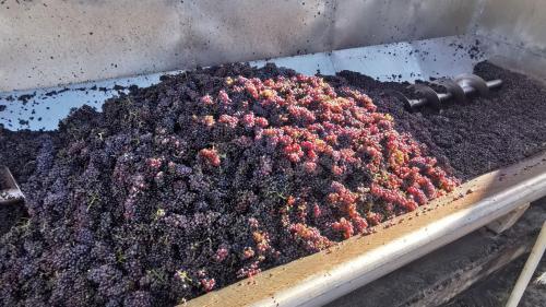 Grapes harvested for the grape harvest