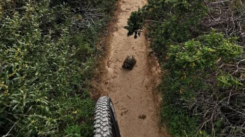 Eine Schildkröte überquert während einer Radtour in der Gegend von Alghero einen Trampelpfad