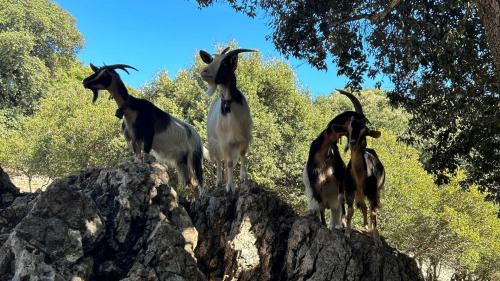 Chèvres à Supramonte