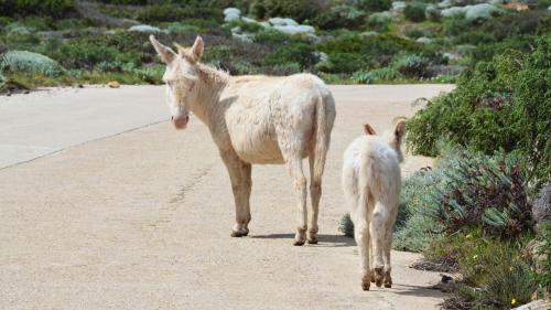 Weiße Esel spazieren auf der Insel Asinara