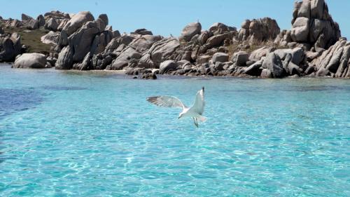 Seagull flies to Lavezzi