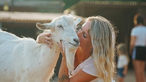 Capra bianca e proprietaria del riugio ad Olmedo