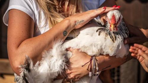 Gallo in braccio a una ragazza