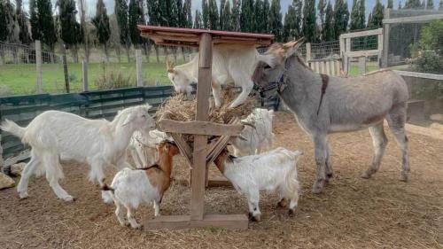 Gli animali del rifugio mangiano il fieno