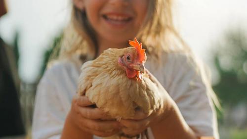 Kleines Mädchen hält ein Huhn aus dem Tierheim