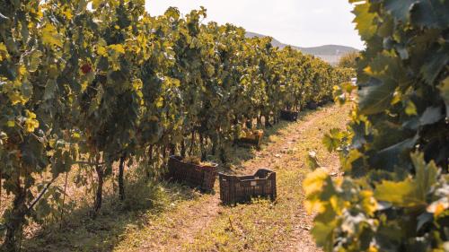 Vignoble dans la campagne entre Sorso et Castelsardo