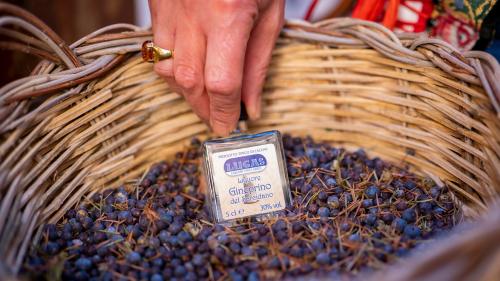 Cosecha de hierbas sardas como el tomillo, el helicriso, el mirto y el enebro para la producción de chocolate y licores en Laconi.