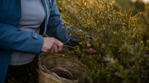 Raccolta delle erbe aromatiche della Sardegna come timo, elicriso, mirto e ginepro per la produzione di cioccolato e liquore a Laconi