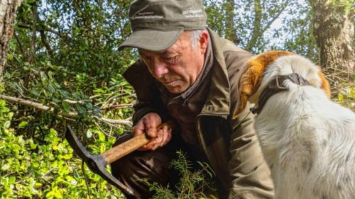 Führer und Hund für die Trüffelsuche im Laconi-Gebiet ausgebildet