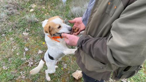 Führer und Hund für die Trüffelsuche im Laconi-Gebiet ausgebildet