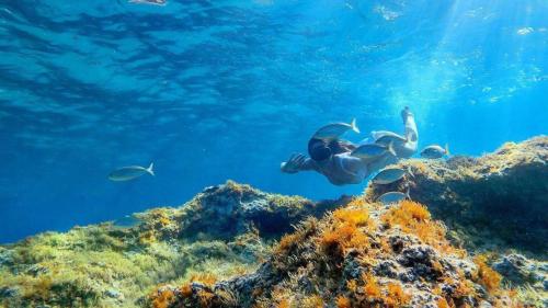 Persona practicando snorkel en un fondo rocoso del Golfo de Orosei