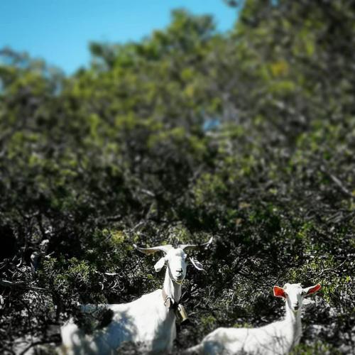 Goats on self-guided trekking tours