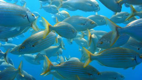 Peces nadando en las aguas del Área Marina Protegida de Tavolara