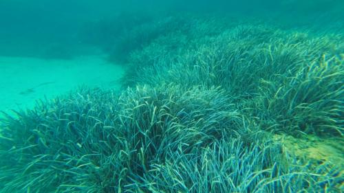 Fondo de Cala Moresca con posidonia