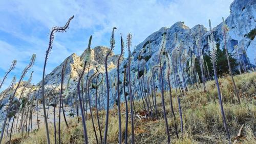 Especies endémicas de la isla de Tavolara