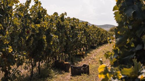 Cassette contenenti uva tra i filari della tenuta a Castelsardo