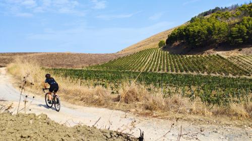 Percorso immerso tra i vigneti nella Sicilia occidentale
