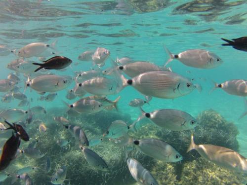 Pêcher dans la mer de Chia