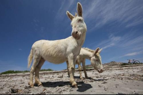 White donkeys of Asinara