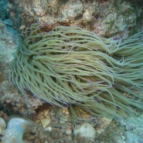 Nature dans les fonds marins de l'Aire Marine Protégée de Capo Caccia