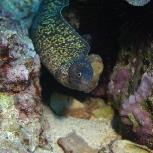 Pêcher dans la mer d'Alghero