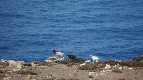 capre sulla costa dell'isola di Asinara nel Parco Nazionale