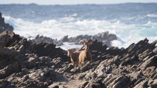 mufloni nel Parco Nazionale dell'Asinara