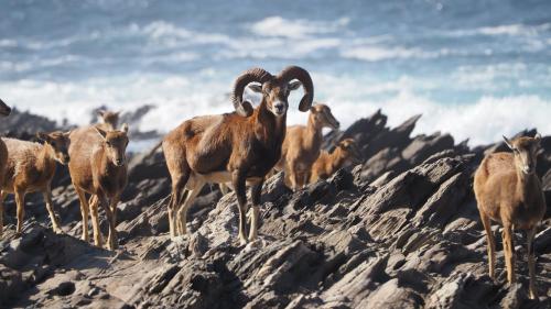 mufloni nel Parco Nazionale dell'Asinara