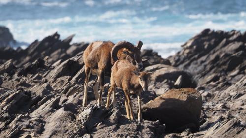 mufloni nel Parco Nazionale dell'Asinara