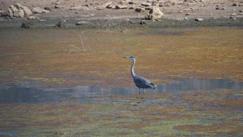 oiseau du parc national de l'Asinara