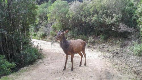 Cerf et sentier