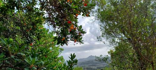 Panoramablick auf den Wald von Sette Fratelli in Sinnai und Erdbeerbaum