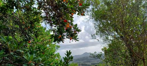 vue panoramique de la forêt de Sette Fratelli à Sinnai et de l'arbousier