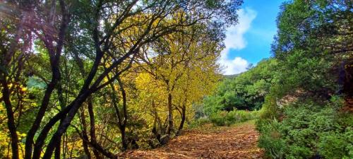 sentiero nella foresta dei Sette Fratelli a Sinnai