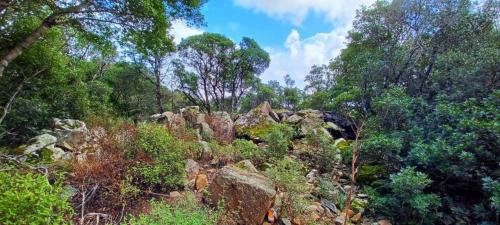 Forest of the Seven Brothers in Sinnai