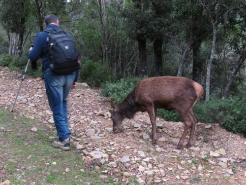 escursionista con cervo sardo nella foresta dei Sette Fratelli a Sinnai