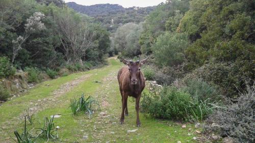 Hirsch und Landschaft