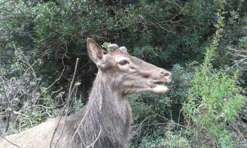 cervo sardo nella foresta dei Sette Fratelli a Sinnai