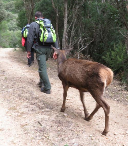 Wanderer mit sardischen Hirschen im Wald von Sette Fratelli in Sinnai